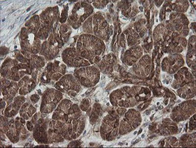 Immunohistochemistry (Formalin/PFA-fixed paraffin-embedded sections) - Anti-ROMO1 antibody [OTI2C12] (AB236409)