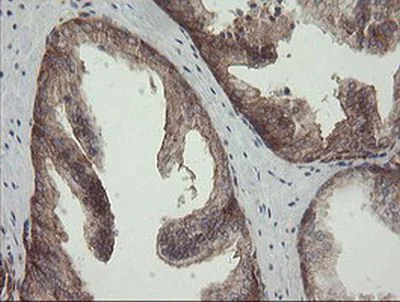 Immunohistochemistry (Formalin/PFA-fixed paraffin-embedded sections) - Anti-ROMO1 antibody [OTI2C12] (AB236409)