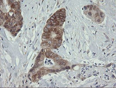 Immunohistochemistry (Formalin/PFA-fixed paraffin-embedded sections) - Anti-ROMO1 antibody [OTI2C12] (AB236409), expandable thumbnail