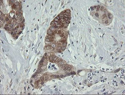 Immunohistochemistry (Formalin/PFA-fixed paraffin-embedded sections) - Anti-ROMO1 antibody [OTI2C12] (AB236409)