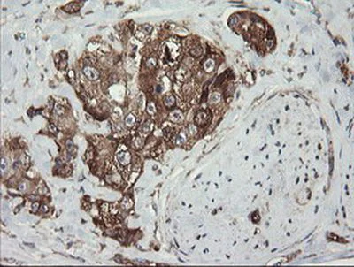 Immunohistochemistry (Formalin/PFA-fixed paraffin-embedded sections) - Anti-ROMO1 antibody [OTI2C12] (AB236409)