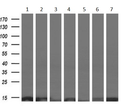 Western blot - Anti-ROMO1 antibody [OTI2C12] (AB236409), expandable thumbnail