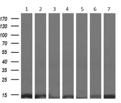 Western blot - Anti-ROMO1 antibody [OTI2C12] (AB236409)