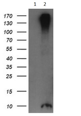 Western blot - Anti-ROMO1 antibody [OTI2C12] (AB236409), expandable thumbnail
