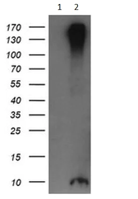 Western blot - Anti-ROMO1 antibody [OTI2C12] (AB236409)