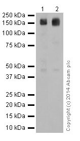 Western blot - Anti-RON antibody [EPR16789] - BSA and Azide free (AB251281), expandable thumbnail