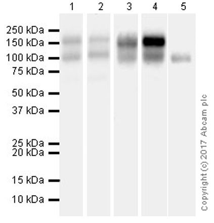 Western blot - Anti-RON antibody [EPR20954] (AB227979), expandable thumbnail