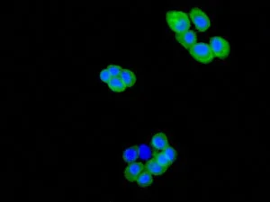 Immunocytochemistry/ Immunofluorescence - Anti-RON (phospho Y1353) antibody [EPR5598] - BSA and Azide free (AB232028)