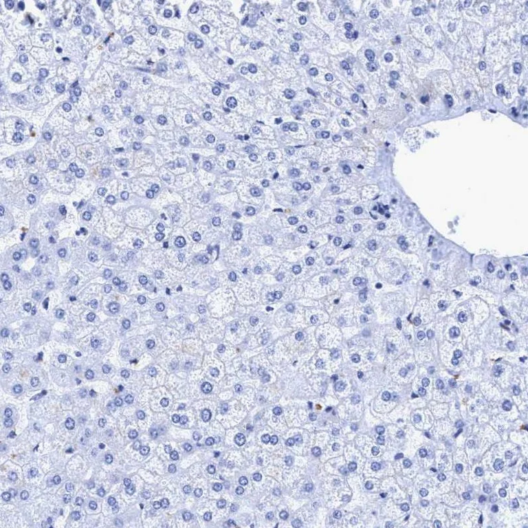 Immunohistochemistry (Formalin/PFA-fixed paraffin-embedded sections) - Anti-Rootletin antibody (AB121653)