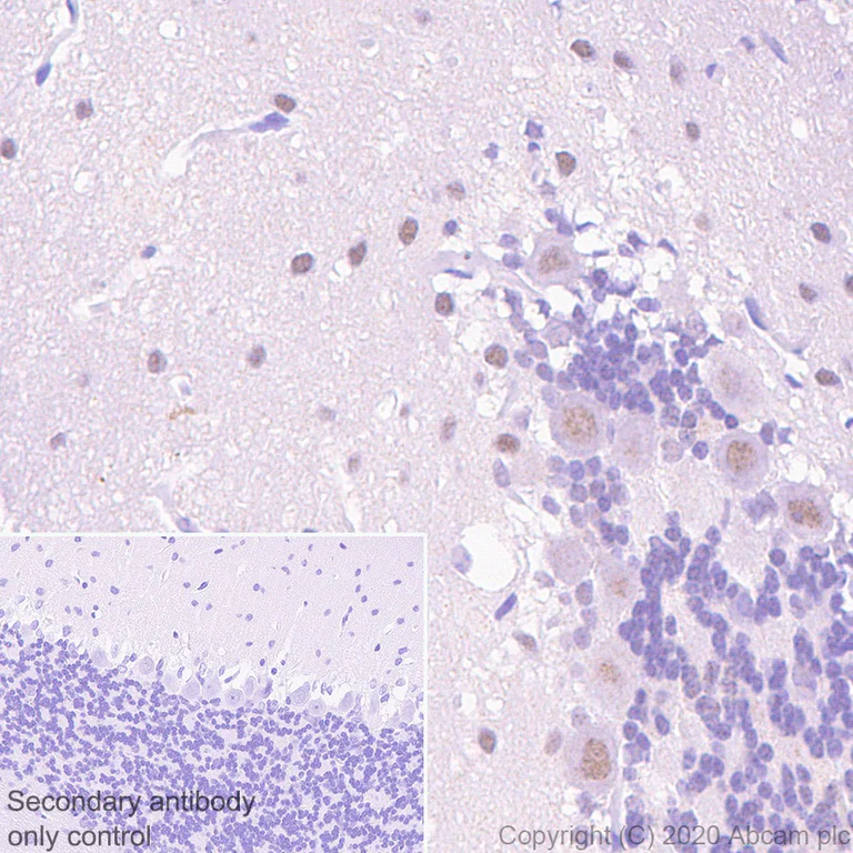 Immunohistochemistry (Formalin/PFA-fixed paraffin-embedded sections) - Anti-ROR alpha/RORA antibody [EPR23719-18] (AB256799)