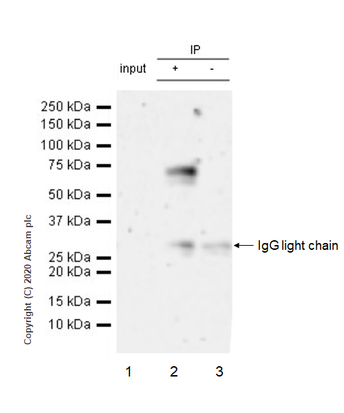 Immunoprecipitation - Anti-ROR alpha/RORA antibody [EPR23719-18] (AB256799), expandable thumbnail