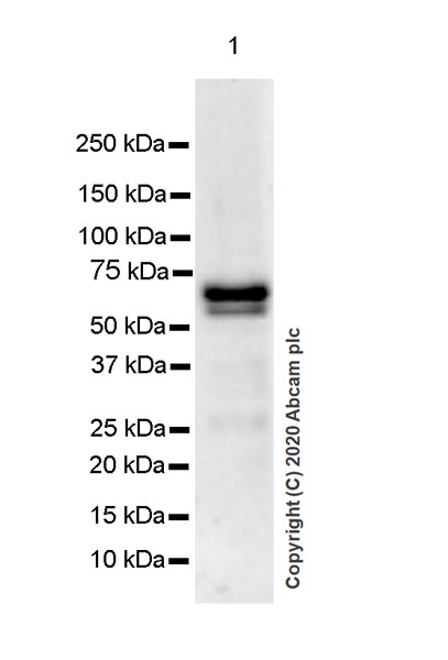Western blot - Anti-ROR alpha/RORA antibody [EPR23719-18] (AB256799), expandable thumbnail