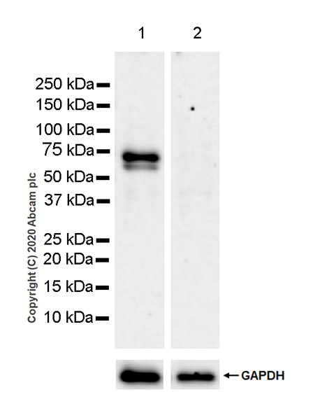 Western blot - Anti-ROR alpha/RORA antibody [EPR23719-18] (AB256799), expandable thumbnail