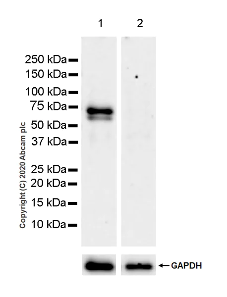 Western blot - Anti-ROR alpha/RORA antibody [EPR23719-18] (AB256799)