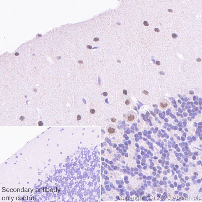 Immunohistochemistry (Formalin/PFA-fixed paraffin-embedded sections) - Anti-ROR alpha/RORA antibody [EPR23719-18] - BSA and Azide free (AB278108)
