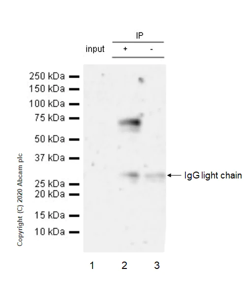 Immunoprecipitation - Anti-ROR alpha/RORA antibody [EPR23719-18] - BSA and Azide free (AB278108)