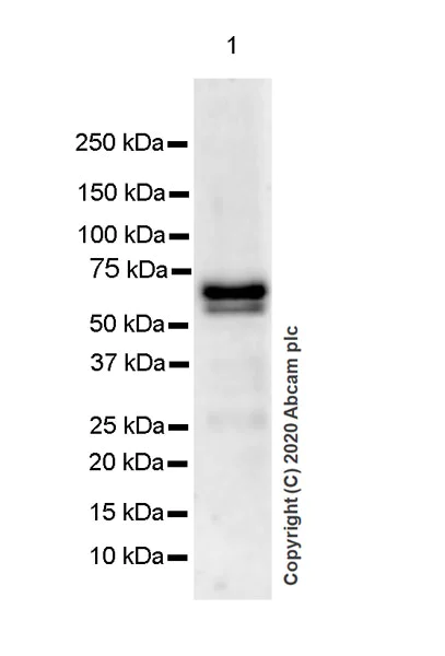 Western blot - Anti-ROR alpha/RORA antibody [EPR23719-18] - BSA and Azide free (AB278108)