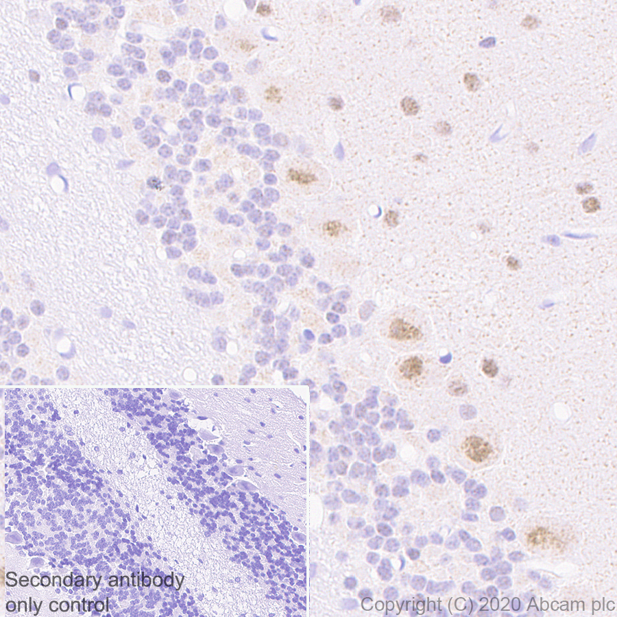Immunohistochemistry (Formalin/PFA-fixed paraffin-embedded sections) - Anti-ROR alpha/RORA antibody [EPR23719-48] - BSA and Azide free (AB278109), expandable thumbnail