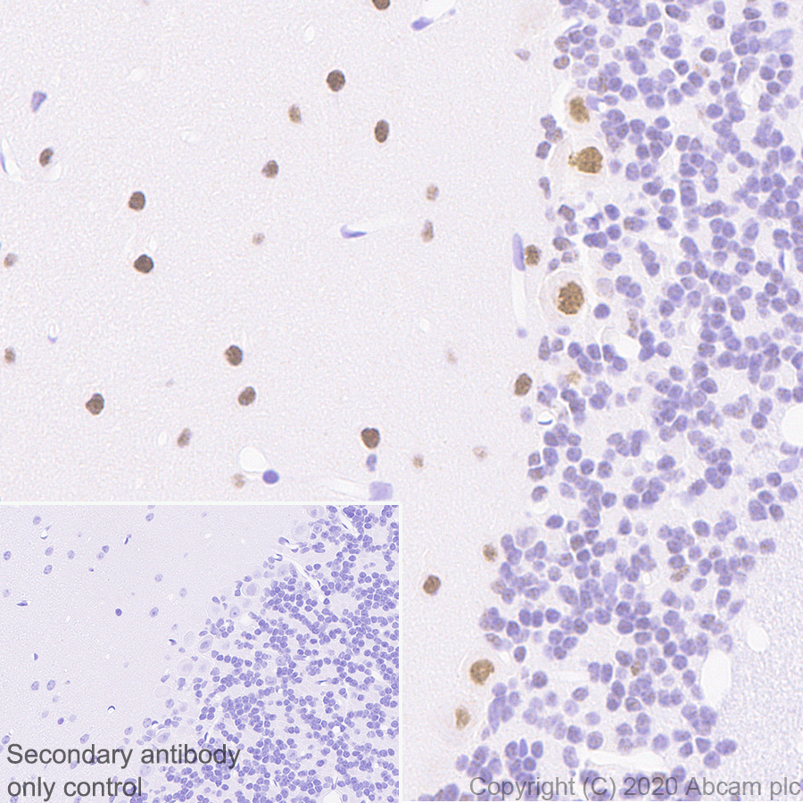 Immunohistochemistry (Formalin/PFA-fixed paraffin-embedded sections) - Anti-ROR alpha/RORA antibody [EPR23719-48] - BSA and Azide free (AB278109), expandable thumbnail