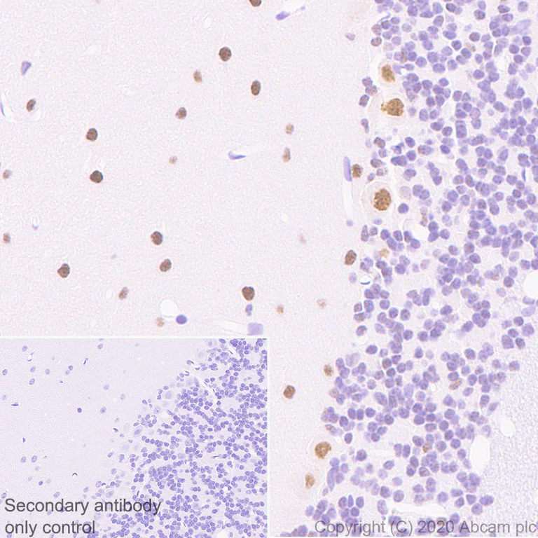 Immunohistochemistry (Formalin/PFA-fixed paraffin-embedded sections) - Anti-ROR alpha/RORA antibody [EPR23719-48] - BSA and Azide free (AB278109)