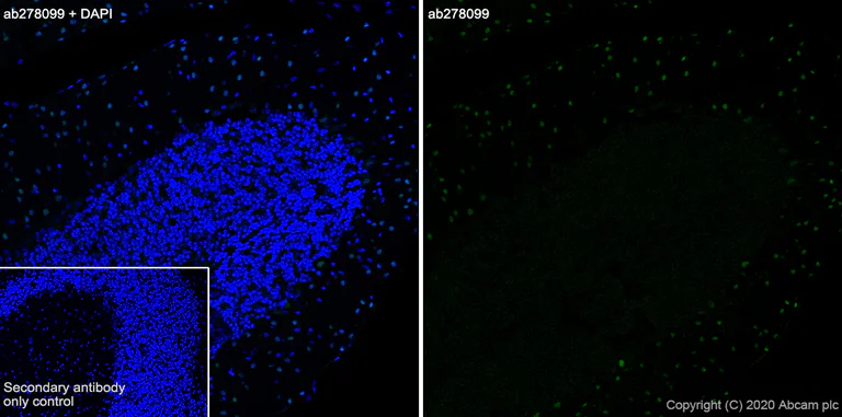 Immunohistochemistry (Frozen sections) - Anti-ROR alpha/RORA antibody [EPR23719-48] - BSA and Azide free (AB278109)