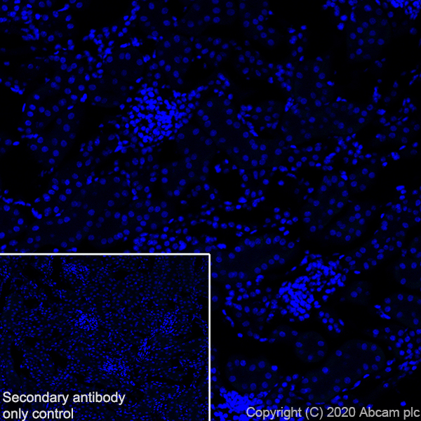Immunohistochemistry (Frozen sections) - Anti-ROR alpha/RORA antibody [EPR23719-48] - BSA and Azide free (ab278109), expandable thumbnail