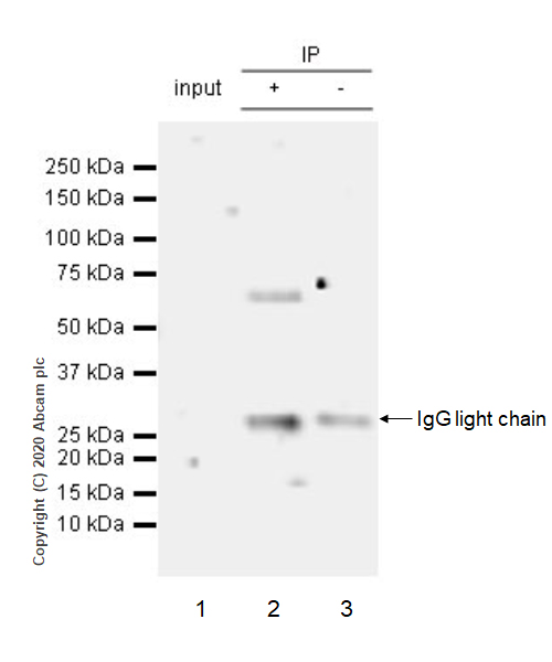 Immunoprecipitation - Anti-ROR alpha/RORA antibody [EPR23719-48] - BSA and Azide free (AB278109), expandable thumbnail
