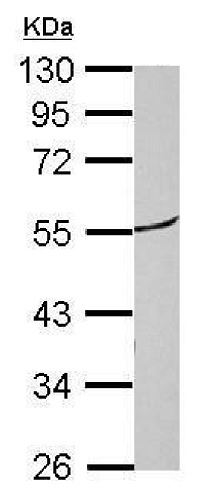 Western blot - Anti-ROR beta/RORB antibody (AB228650)