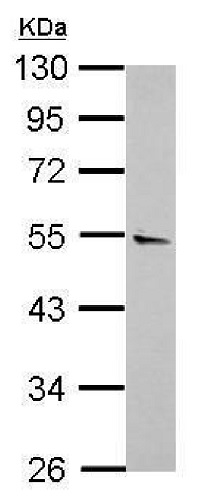 Western blot - Anti-ROR beta/RORB antibody (AB228650)