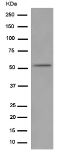 Western blot - Anti-ROR beta/RORB antibody [EPR15552] - BSA and Azide free (AB250935)
