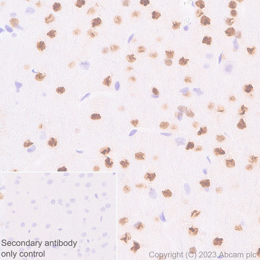 Immunohistochemistry (Formalin/PFA-fixed paraffin-embedded sections) - Anti-ROR beta/RORB antibody [EPR27136-55] - BSA and Azide free (ab314651), expandable thumbnail