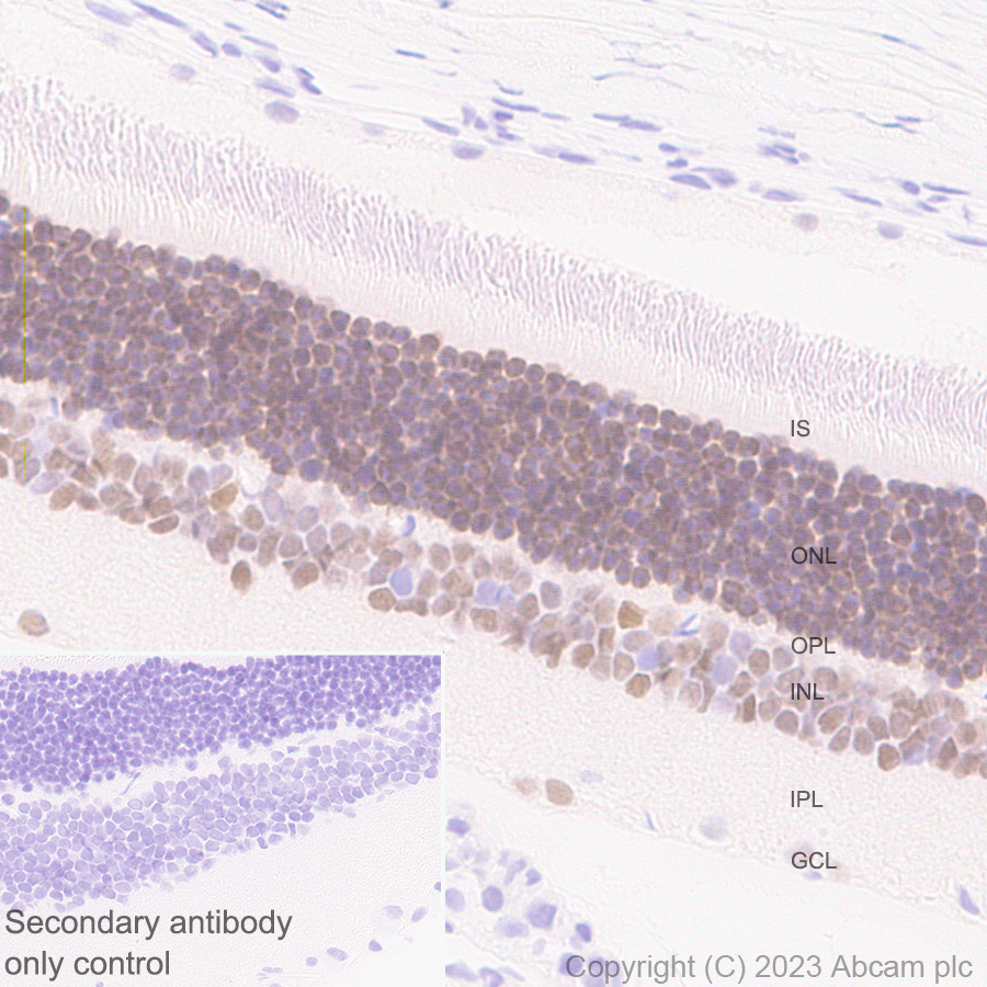 Immunohistochemistry (Formalin/PFA-fixed paraffin-embedded sections) - Anti-ROR beta/RORB antibody [EPR27136-55] - BSA and Azide free (ab314651), expandable thumbnail