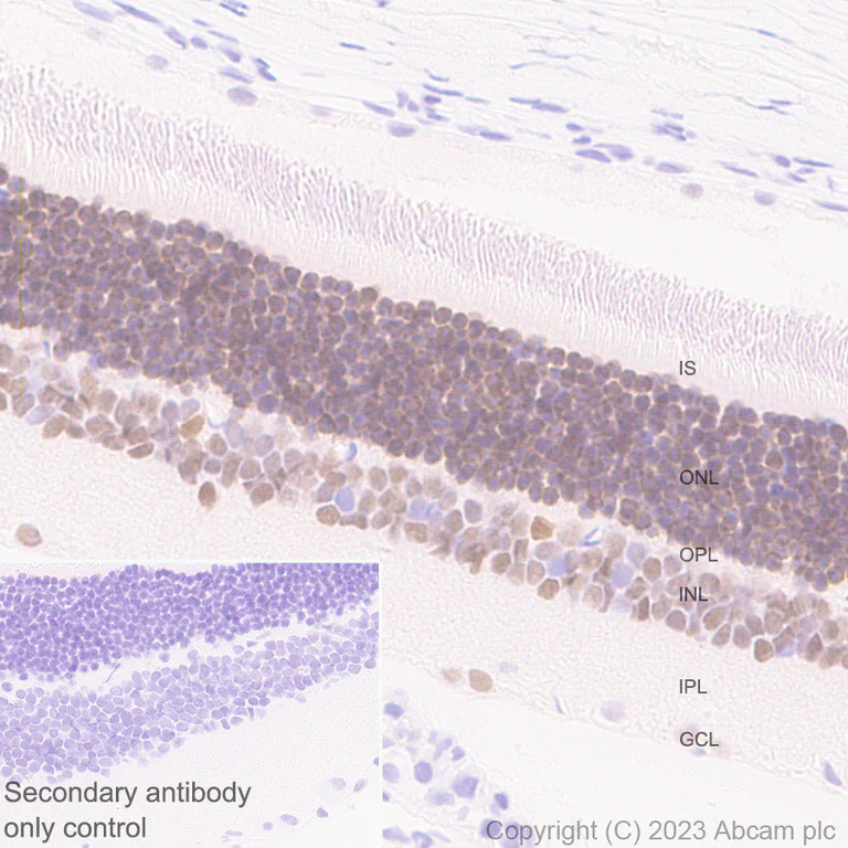 Immunohistochemistry (Formalin/PFA-fixed paraffin-embedded sections) - Anti-ROR beta/RORB antibody [EPR27136-55] - BSA and Azide free (AB314651)