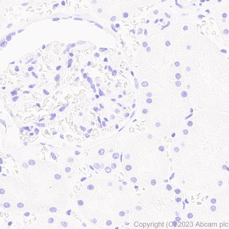 Immunohistochemistry (Formalin/PFA-fixed paraffin-embedded sections) - Anti-ROR beta/RORB antibody [EPR27136-55] - BSA and Azide free (AB314651)