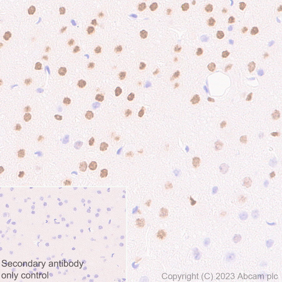 Immunohistochemistry (Formalin/PFA-fixed paraffin-embedded sections) - Anti-ROR beta/RORB antibody [EPR27136-55] - BSA and Azide free (ab314651), expandable thumbnail