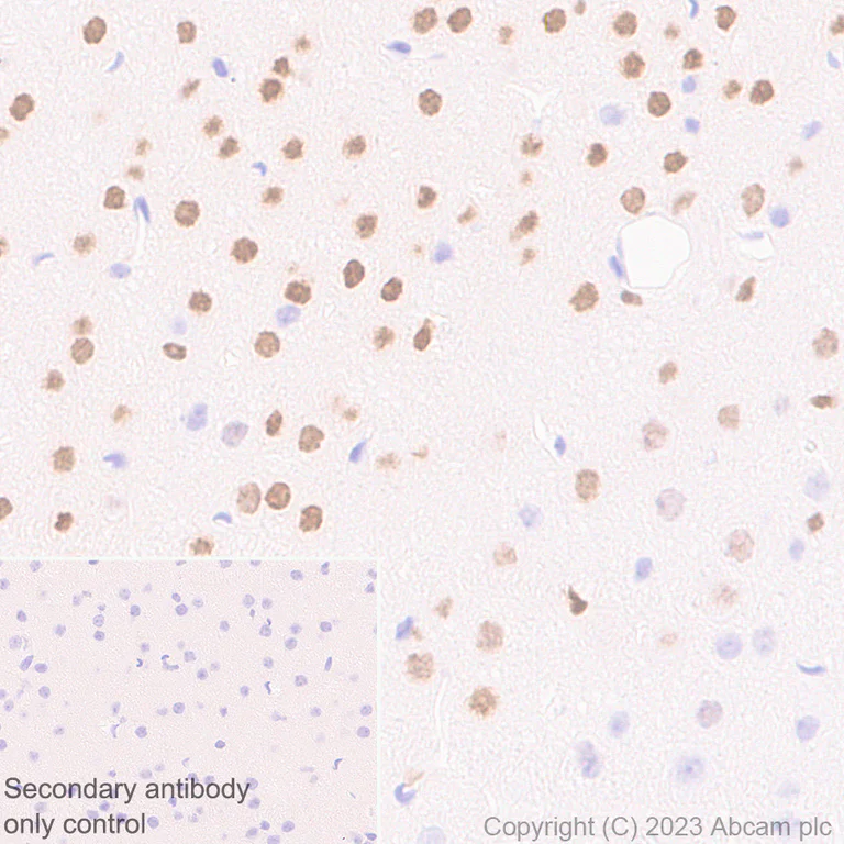 Immunohistochemistry (Formalin/PFA-fixed paraffin-embedded sections) - Anti-ROR beta/RORB antibody [EPR27136-55] - BSA and Azide free (AB314651)