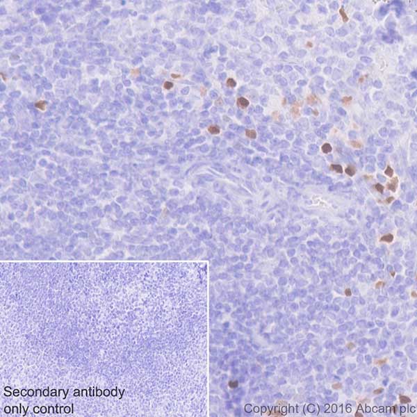 Immunohistochemistry (Formalin/PFA-fixed paraffin-embedded sections) - Anti-ROR gamma antibody [EPR20006] (AB207082)