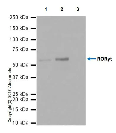 Immunoprecipitation - Anti-ROR gamma antibody [EPR20006] (AB207082)