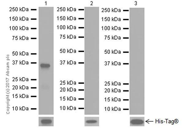 Western blot - Anti-ROR gamma antibody [EPR20006] (AB207082)