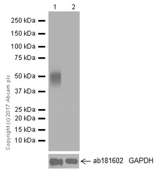 Western blot - Anti-ROR gamma antibody [EPR20006] (AB207082)