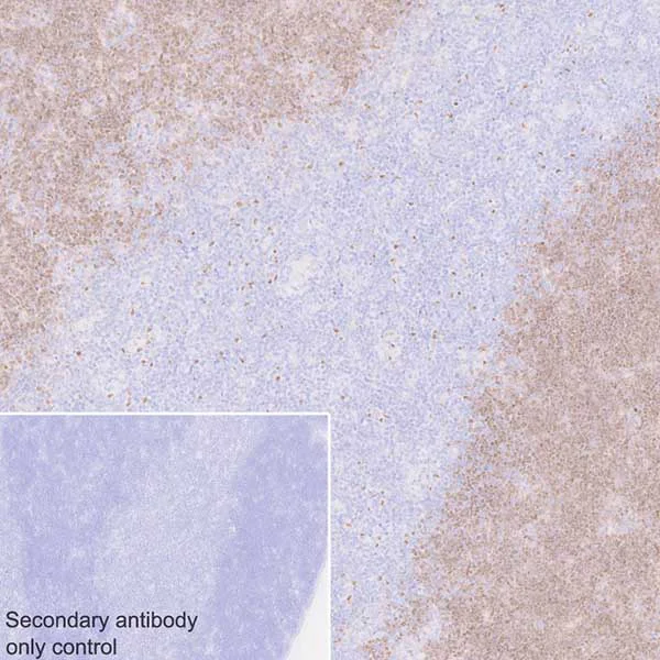 Immunohistochemistry (Formalin/PFA-fixed paraffin-embedded sections) - Anti-ROR gamma antibody [EPR20006] - BSA and Azide free (AB232516)