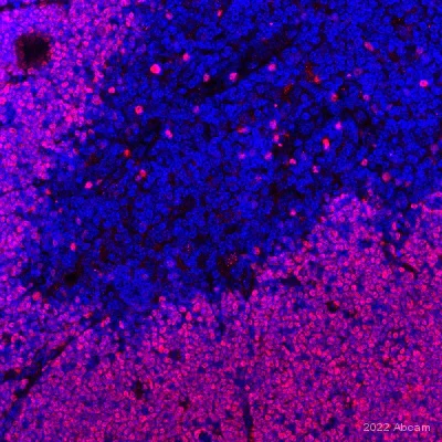 Immunohistochemistry (Formalin/PFA-fixed paraffin-embedded sections) - Anti-ROR gamma antibody [EPR20006] - BSA and Azide free (AB232516)
