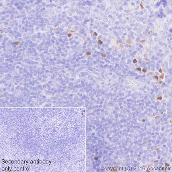 Immunohistochemistry (Formalin/PFA-fixed paraffin-embedded sections) - Anti-ROR gamma antibody [EPR20006] - BSA and Azide free (AB232516)
