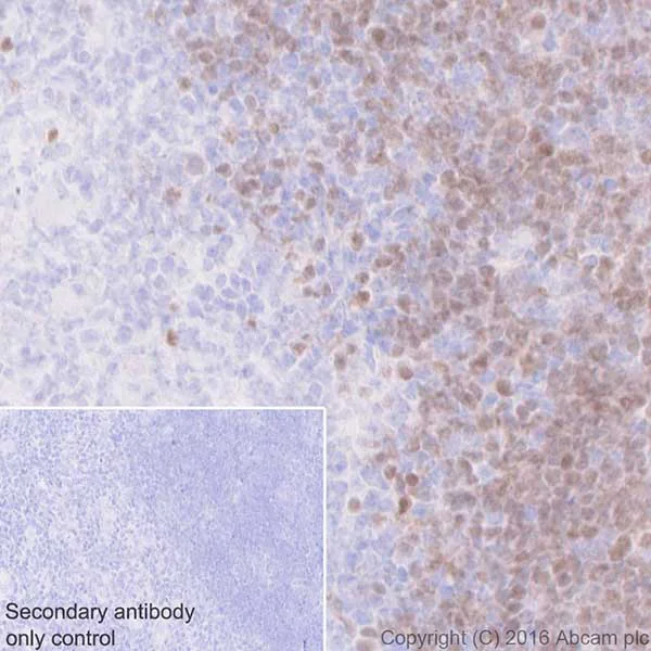 Immunohistochemistry (Formalin/PFA-fixed paraffin-embedded sections) - Anti-ROR gamma antibody [EPR20006] - BSA and Azide free (AB232516)