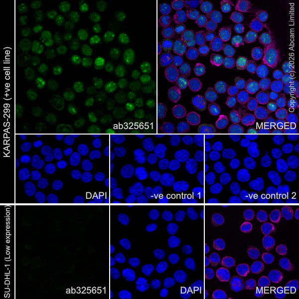 Immunocytochemistry/ Immunofluorescence - Anti-ROR gamma antibody [EPR27137-10] - BSA and Azide free (AB325656)