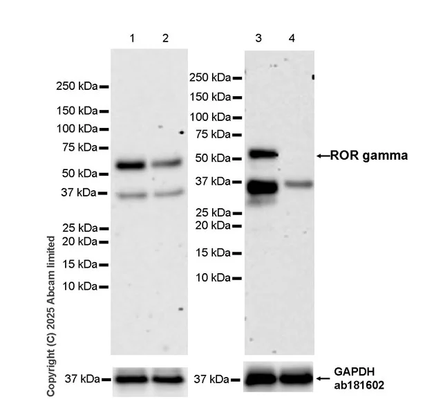 Western blot - Anti-ROR gamma antibody [EPR27137-10] - BSA and Azide free (AB325656)