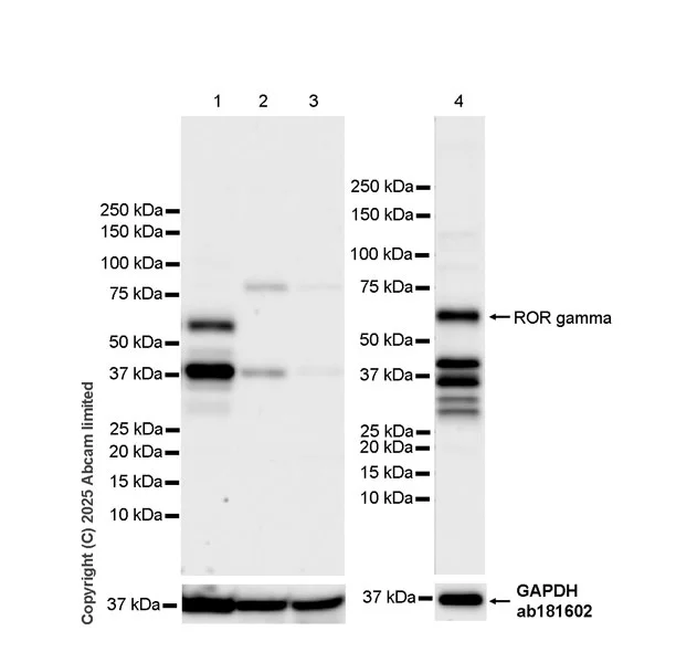 Western blot - Anti-ROR gamma antibody [EPR27137-10] - BSA and Azide free (AB325656)