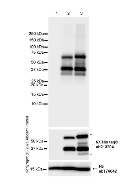Western blot - Anti-ROR gamma antibody [EPR27137-10] - BSA and Azide free (AB325656)