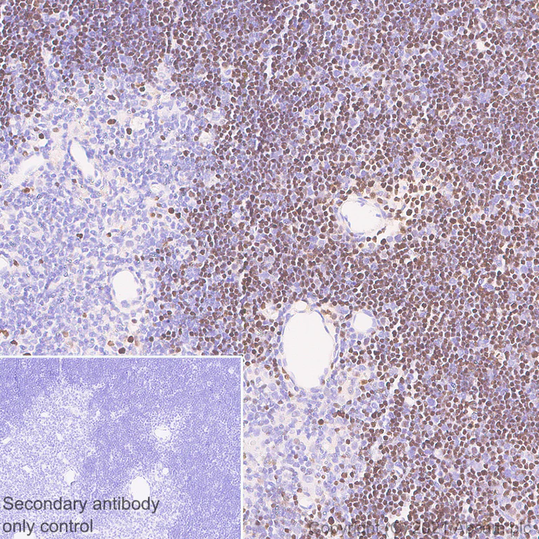 Immunohistochemistry (Formalin/PFA-fixed paraffin-embedded sections) - Anti-ROR gamma antibody [Q31-378] - BSA and Azide free (AB289562)