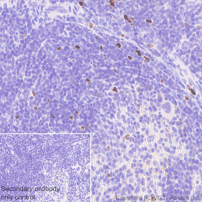 Immunohistochemistry (Formalin/PFA-fixed paraffin-embedded sections) - Anti-ROR gamma antibody [Q31-378] - BSA and Azide free (AB289562)
